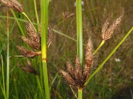 Image result for Bolboschoenus