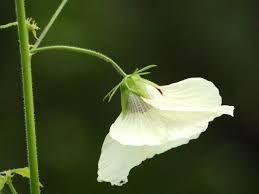 Image result for Hibiscus vitifolius