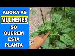 Cana De Macaco Para Infecção De Urina 62 A Planta Milagrosa Veja O Que Acontece Quando Voce Come 1 Unica Folha De Tanchagem Youtube Plantas Plantas Medicinais Tratamentos Naturais