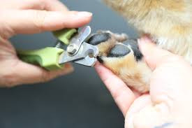Maybe you would like to learn more about one of these? Pet Grooming Salon Cat Dog Grooming Service Shop In Bellevue At Golrusk Pet Care Center