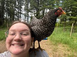 What to do with free range chickens showing up