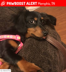 Smith's barkery, past dapple dachshund puppies in bakersfield, california, 100 miles north of los angeles.chocolate&tan dapples with green eyes,black & tan dapples with blue. Dachshunds Lost Or Stolen In The Us Jan To Dec 31 2017 Posts Facebook