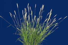 Image result for Chloris virgata