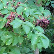 Get the best deals on elderberry elderberry vitamins & minerals. Bulk Elderberries By The Pound Bulkherbsandspice Com