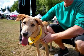 Walk To Fight Animal Cruelty Spca Animallove Fight Animal Cruelty Pets For Sale Dog Friends