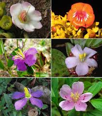 Image result for Warneckea sansibarica