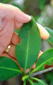 Image result for Rhizophora