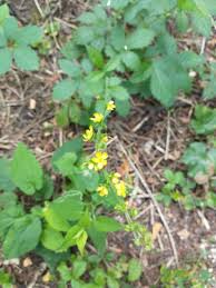 Image result for Agrimonia