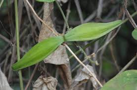 Image result for Cynanchum ledermannii