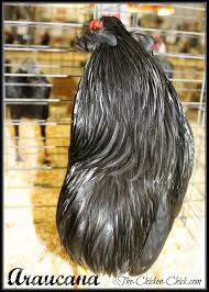 Araucana Ameraucana Or Easter Egger Olive Egger Rainbow Layer What S The Difference Easter Eggers Chickens Backyard Olive Egger