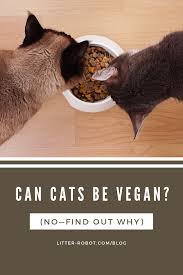 Can Cats Be Vegan No Here S Why Litter Robot Blog Vegan Cat Vegan Cat Food Cats