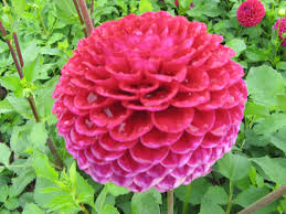 Ronny Is Telling You Dahlie Ivaneti Blumen Stauden Dahlien Stauden