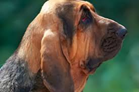 Image result for anglický barvář