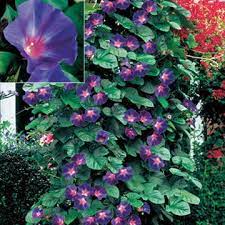 Morning glory's to most people are pests in their garden. Star Of Yelta Morning Glory Flower Seeds