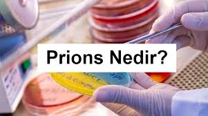 Prions Nedir Egitim Rehber Universite