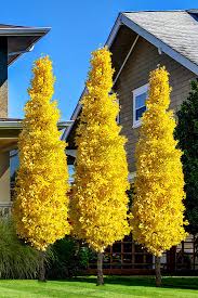 How tall does an evergreen columnar tree grow? Columnar Ginkgo Trees For Sale Online The Tree Center