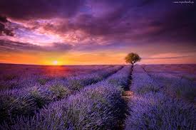 Ada peluang atau keluasan (untuk): Prowansja Tapety Na Pulpit Szukaj W Google Field Wallpaper Beautiful Landscapes Purple Trees