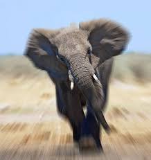 African Elephants Wwf