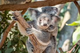 Hewan Australia Aussie Specialist Program Tourism Australia