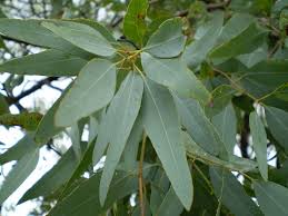 Check spelling or type a new query. The Most Wondrous Health Benefits Of Eucalyptus Australia S Miracle Plant