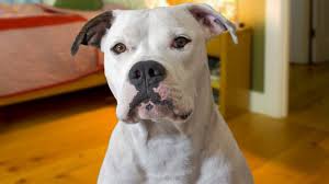 They are now used on animal farms, dog sports, and for showing. Funny American Bulldog Compilation Youtube