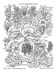 The link is at the end of the how to. Vegetable Garden Coloring Page