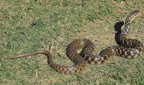 Can You Find The Snake Wordlesstech Animals Pet Care Canning