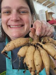 Columbia Seed Co tubers and seed packets restocked