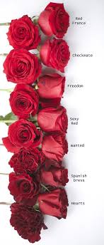 Pin On Rose