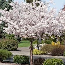 3 Cerejeira Japonesa Sakura 1 Rosa 1 Branca 1 Vermelha Parcelamento Sem Juros