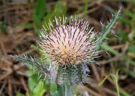 Image result for Cirsium