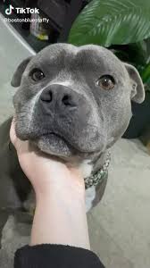 They Tried To Put Me On The Cover Of Vogue Tik Tok These Dogs Be Doing Better Than People Video In 2020 Cute Pitbull Puppies Staffordshire Bull Terrier Puppies Black Pitbull Puppies