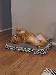 What S Your Golden S Favorite Sleeping Position This Is Sadie S Goldenretriever Sleeping Dogs Dog Sleeping Positions Cute Dog Pictures