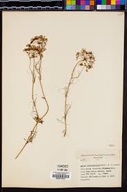 Image result for Apium leptophyllum