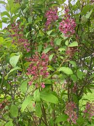 Image result for Syringa prestoniae