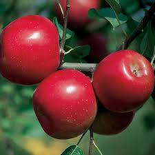 Remove diseased fruit from branches and prune off any cankers found on tree limbs. Disease Resistant Fruit Trees For Sale From Stark Bro S