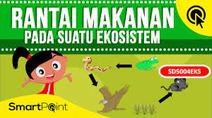 Rantai Makanan Pada Ekosistem Smartpoint Sd5004eks Youtube