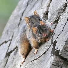 世界上最牛逼的动物，为繁衍后代疯狂交配直 ...