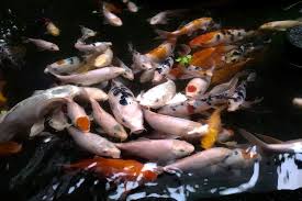 Some features can play both aesthetic and practical purposes. Koi Pond Maintenance Costs