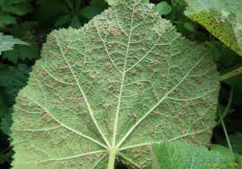 Image result for Dyschoriste transvaalensis