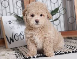 I'm looking for a bichon or bichon mix. Purebred Bich Poo Puppies