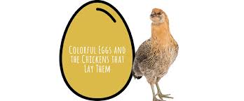 This exercise is so simple yet tricky to an unsuspecting person. What Color Eggs Do Chickens Lay Small Pet Select
