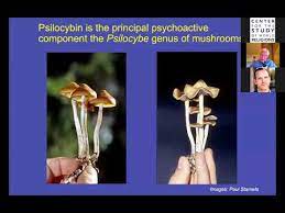 Psilocybin Mystical Experience Implications For Healthy Psychological Functioning Spirituality Youtube