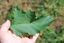 Image result for Datura stramonium