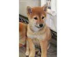 Check spelling or type a new query. Puppyfinder Com Shiba Inu Puppies Puppies For Sale Near Me In Kansas Usa Page 1 Displays 10
