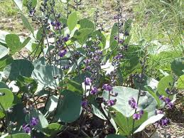 Image result for Neorautanenia mitis