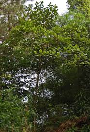 Image result for Bellucia