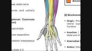 2, ulna, 3, biceps muscle; Posterior Forearm Muscles Deep Layer Youtube