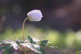 Image result for Aneilema nicholsonii