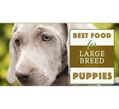 Many young pups who previously had loose stools they also like that the kibbles are small, which makes it easy to chew even for small breed young pups. Top 10 Best Large Breed Puppy Foods Pupfection